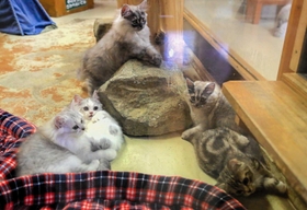 マットの上でくつろぐ子猫＝ヨーデルの森