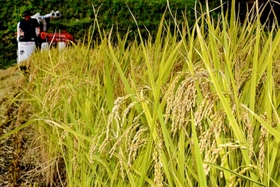 化学肥料や農薬を抑えた特別栽培米のコシヒカリ。新しいブランド米を目指す＝宍粟市千種町西河内