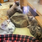 マットの上でくつろぐ子猫＝ヨーデルの森