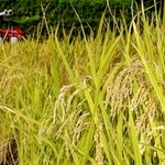 化学肥料や農薬を抑えた特別栽培米のコシヒカリ。新しいブランド米を目指す＝宍粟市千種町西河内