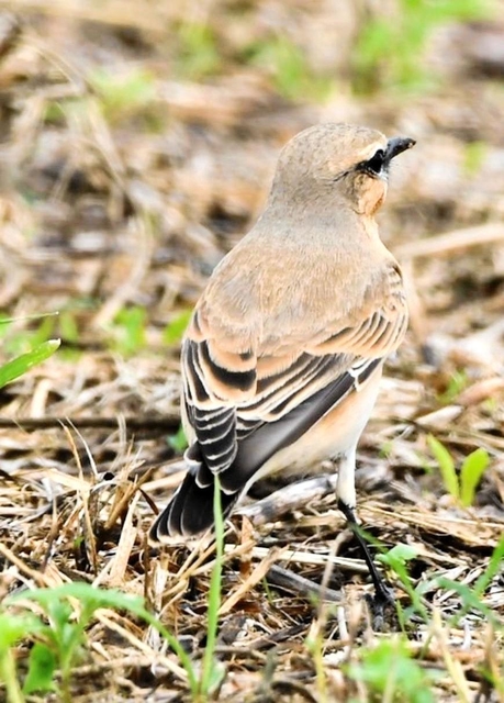 イナバヒタキとみられる鳥＝９月２４日、福崎町内（後藤梓さん提供）