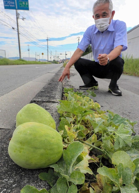 アスファルトの隙間から育った植物と発見した山根章治さん＝たつの市揖西町土師