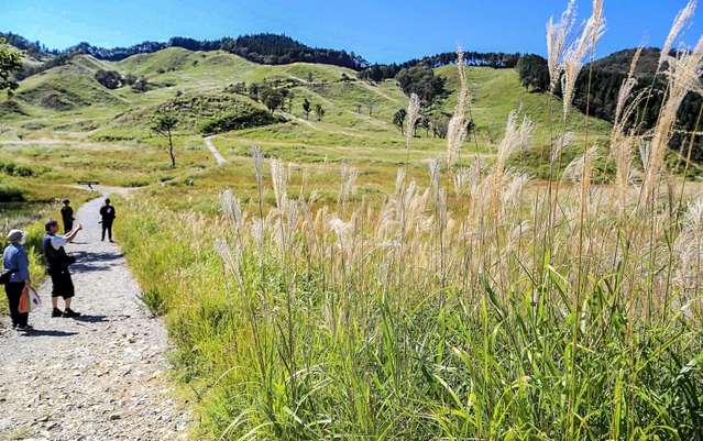 間もなくススキが見頃を迎える砥峰高原＝神河町川上