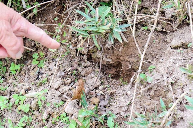 クマの足跡とみられる痕跡＝佐用町口金近