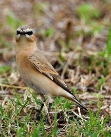 イナバヒタキとみられる鳥＝９月２４日、福崎町内（後藤梓さん提供）