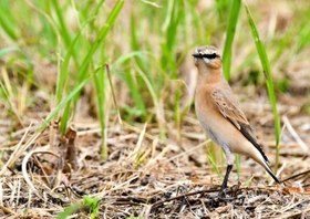 イナバヒタキとみられる鳥＝９月２４日、福崎町内（後藤梓さん提供）