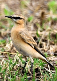 イナバヒタキとみられる鳥＝９月２４日、福崎町内（後藤梓さん提供）