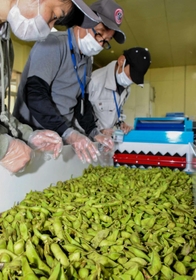 丹波黒大豆枝豆の出荷作業に励む事業所の利用者ら＝ＪＡハリマ
