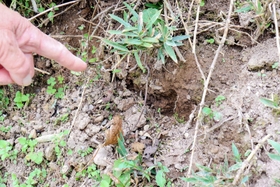 クマの足跡とみられる痕跡＝佐用町口金近