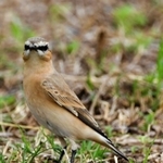 イナバヒタキとみられる鳥＝９月２４日、福崎町内（後藤梓さん提供）