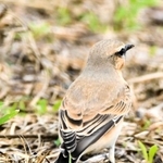 イナバヒタキとみられる鳥＝９月２４日、福崎町内（後藤梓さん提供）