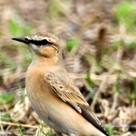 イナバヒタキとみられる鳥＝９月２４日、福崎町内（後藤梓さん提供）