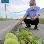 アスファルトの隙間から育った植物と発見した山根章治さん＝たつの市揖西町土師