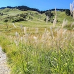 間もなくススキが見頃を迎える砥峰高原＝神河町川上