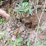 クマの足跡とみられる痕跡＝佐用町口金近