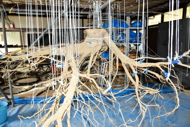 空中にぶら下がる樹木の根。土の中の姿のままで観察できる＝森林林業技術センター