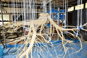 空中にぶら下がる樹木の根。土の中の姿のままで観察できる＝森林林業技術センター