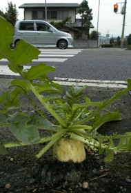 アスファルトの路面から頭を出した「ど根性大根」＝同市那波野（２００５年１０月）