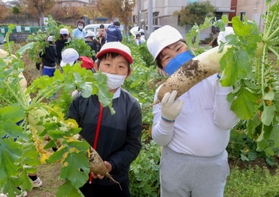 「ど根性大根」の子孫を収穫する双葉小の児童たち＝相生市向陽台