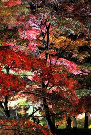 ライトアップされて鮮やかに浮かび上がる紅葉＝最上山公園もみじ山、宍粟市山崎町元山崎