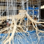 空中にぶら下がる樹木の根。土の中の姿のままで観察できる＝森林林業技術センター