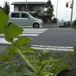 アスファルトの路面から頭を出した「ど根性大根」＝同市那波野（２００５年１０月）