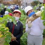 「ど根性大根」の子孫を収穫する双葉小の児童たち＝相生市向陽台