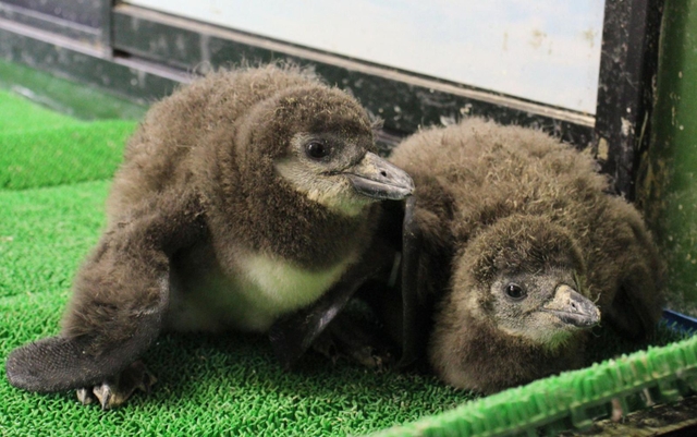 身を寄せ合う２羽の赤ちゃんペンギン＝ヨーデルの森