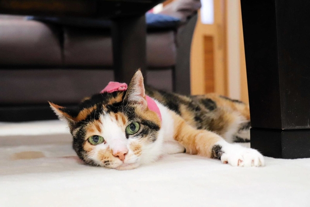 勤続１５年以上のベテランスタッフ「ミー子」＝佐用町志文