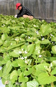 青々とした葉と小さな白い花が春を演出する葉ワサビ＝宍粟市山崎町土万