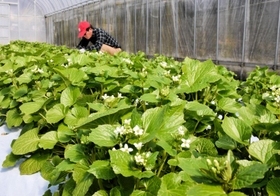 青々とした葉と小さな白い花が春を演出する葉ワサビ＝宍粟市山崎町土万