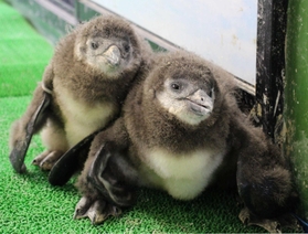 身を寄せ合う２羽の赤ちゃんペンギン＝ヨーデルの森