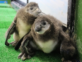 身を寄せ合う２羽の赤ちゃんペンギン＝ヨーデルの森