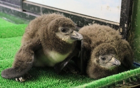身を寄せ合う２羽の赤ちゃんペンギン＝ヨーデルの森