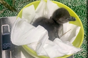 生後間もないペンギン（ヨーデルの森提供）