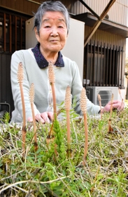 「たくさんのツクシが見られてうれしい」と話す宮藤トシ子さん＝宍粟市内