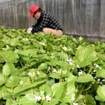 青々とした葉と小さな白い花が春を演出する葉ワサビ＝宍粟市山崎町土万