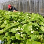青々とした葉と小さな白い花が春を演出する葉ワサビ＝宍粟市山崎町土万
