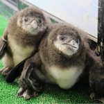 身を寄せ合う２羽の赤ちゃんペンギン＝ヨーデルの森