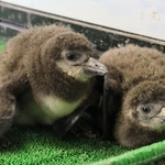 身を寄せ合う２羽の赤ちゃんペンギン＝ヨーデルの森