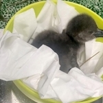 生後間もないペンギン（ヨーデルの森提供）