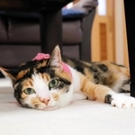 勤続１５年以上のベテランスタッフ「ミー子」＝佐用町志文