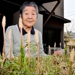 「たくさんのツクシが見られてうれしい」と話す宮藤トシ子さん＝宍粟市内