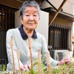 「たくさんのツクシが見られてうれしい」と話す宮藤トシ子さん＝宍粟市内
