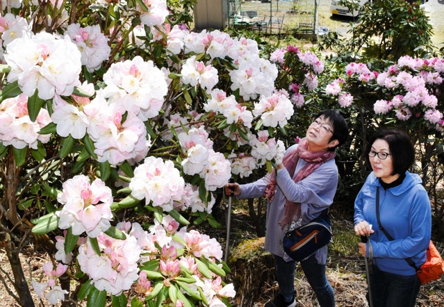 山の斜面を彩るシャクナゲ＝東山シャクナゲ園