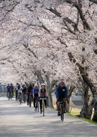桜が満開の千種川沿いで開かれた桜回廊堪能ツアー＝上郡町（安則真一さん提供）