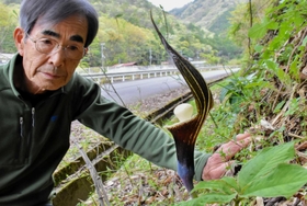 宍粟市内で生えるユキモチソウと、発見した八木偉行さん＝同市山崎町
