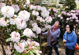 山の斜面を彩るシャクナゲ＝東山シャクナゲ園