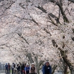 桜が満開の千種川沿いで開かれた桜回廊堪能ツアー＝上郡町（安則真一さん提供）