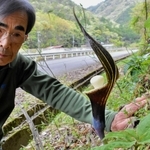 宍粟市内で生えるユキモチソウと、発見した八木偉行さん＝同市山崎町